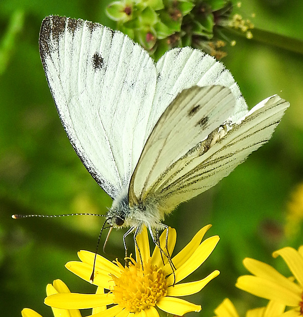 20210725 1936CPw [D~LIP] Kleiner Kohlweißling (Pieris rapae), Jakobs-Greiskraut (Jacobaea vulgaris), Bad Salzuflen