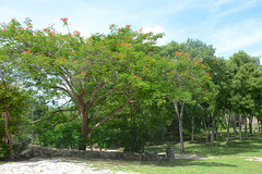 Mexico, Blooming Tree in a Grove in Hacienda Mucuyche Park