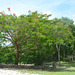 Mexico, Blooming Tree in a Grove in Hacienda Mucuyche Park