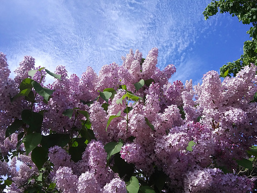 The towering lilac