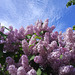 The towering lilac