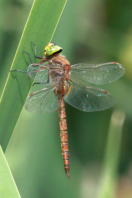 EOS 90D Peter Harriman 12 34 49 12350 norfolkHawker dpp