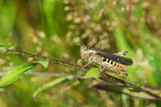 Brauner Grashüpfer