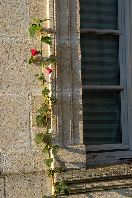 Last blooms of summer