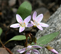 Claytonia-Spring beauty 1000030587