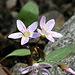 Claytonia-Spring beauty 1000030587
