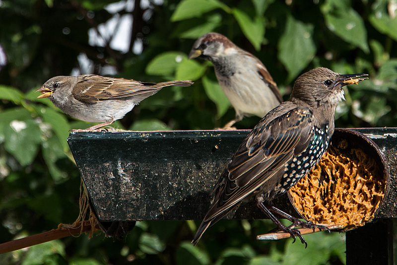 20140908 4887VRAw [NL] Star (Sturnus vulgaris), Haussperling (Passer domesticus), Terschelling
