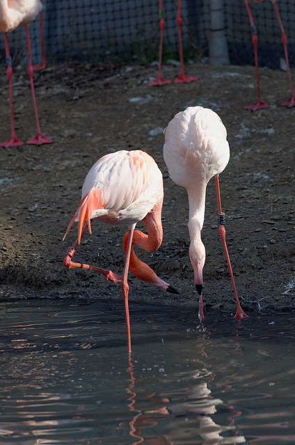 Flamants roses