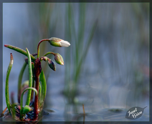 11/366: Tiny Buds in Vernal Pool