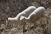 Dall Sheep