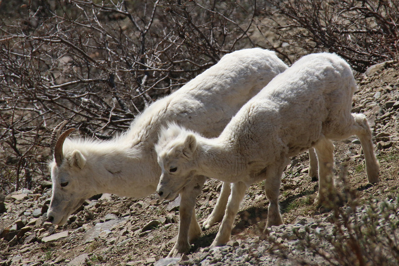 Dall Sheep