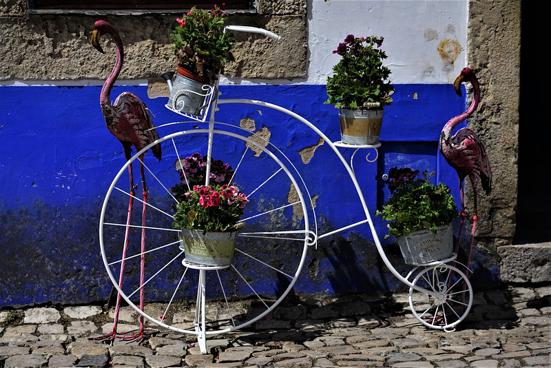 Obidos  - Femina
