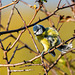 Blue tit