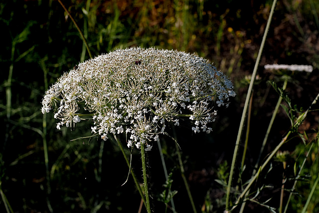 Daucus carota, Apiaceae  L1010832