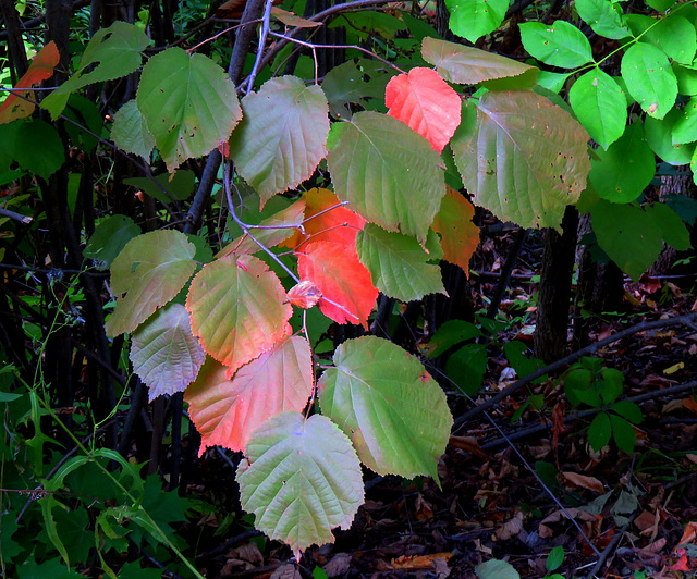 The first colors of Autumn