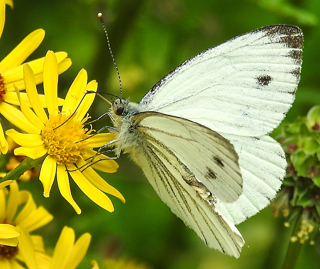 20210725 1937CPw [D~LIP] Kleiner Kohlweißling (Pieris rapae), Jakobs-Greiskraut (Jacobaea vulgaris), Bad Salzuflen