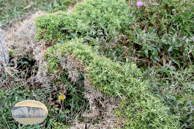 A prickly character - Seaford Head Nature Reserve - 23 8 2011