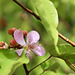 fleur et fruits de roucouyer pip