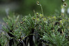 Borya constricta Churchill &  Drosera menziesii =Do look at this max resolution.