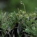 Borya constricta Churchill &  Drosera menziesii =Do look at this max resolution.