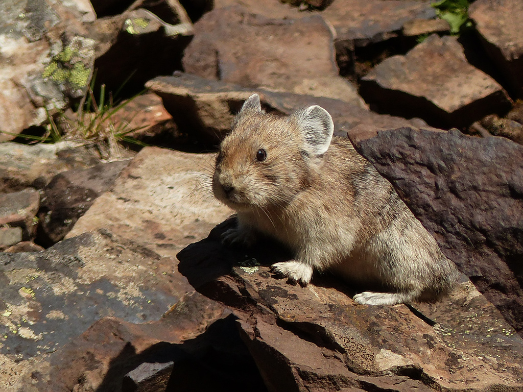 Small and fast .... and adorable