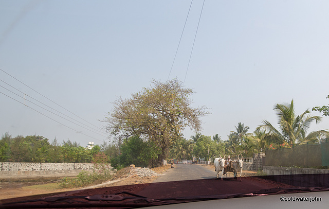 Nandgaon to Alibag road - bullock carts aplenty!