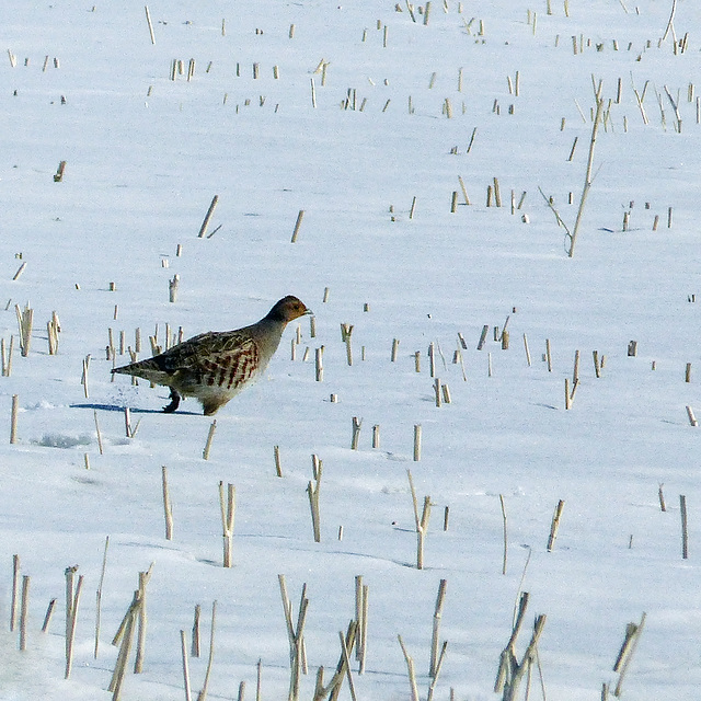 Gray Partridge