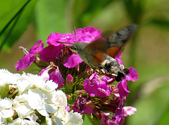 Kolibra papilio