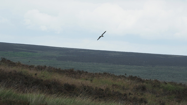 A Curlew ??