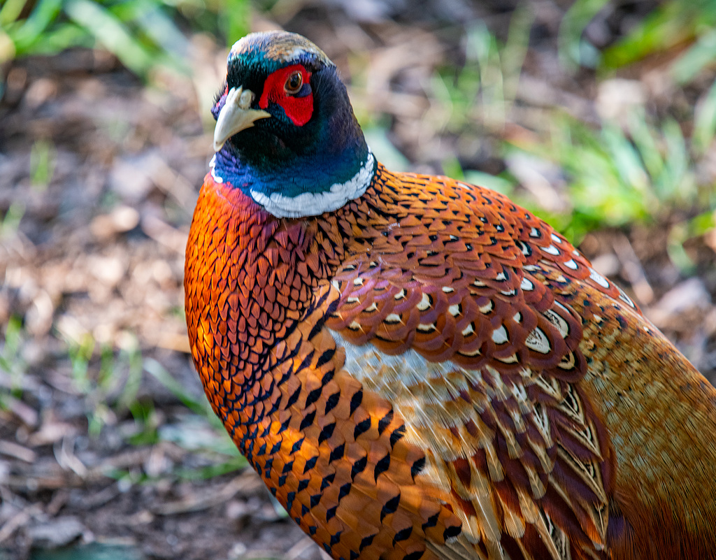 Pheasant