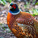 Pheasant