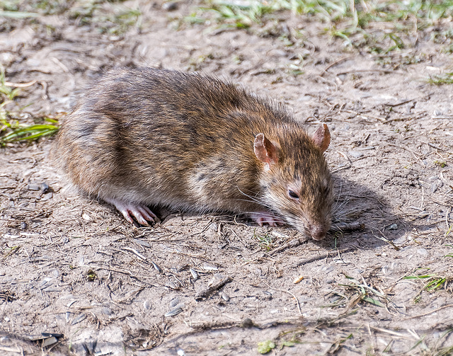 A rat hunting food