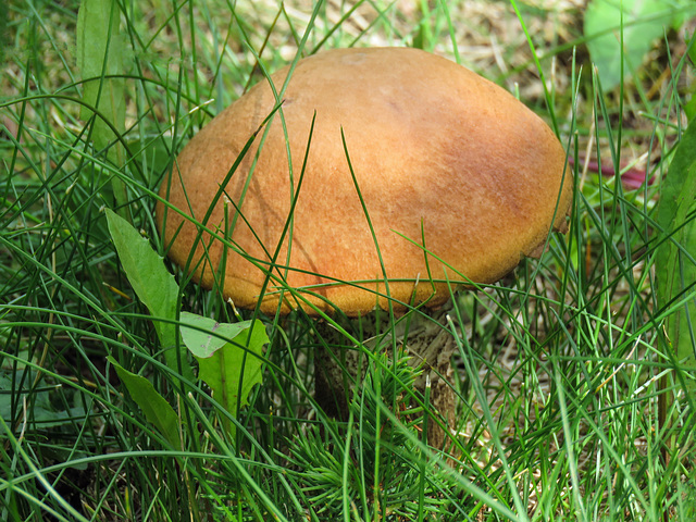 Aspen Bolete