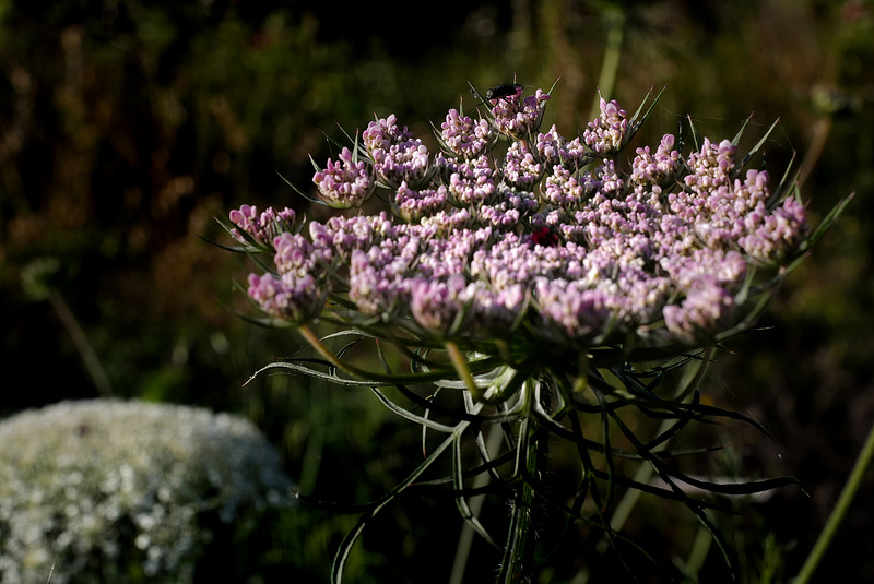 Daucus carota, Apiaceae