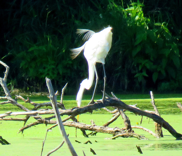 Great White Egret at the end of the breeding season.