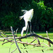 Great White Egret at the end of the breeding season.