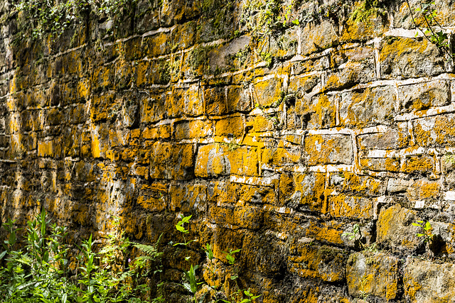 Lichen on wall