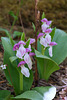 Galearis spectabilis (Showy orchis)