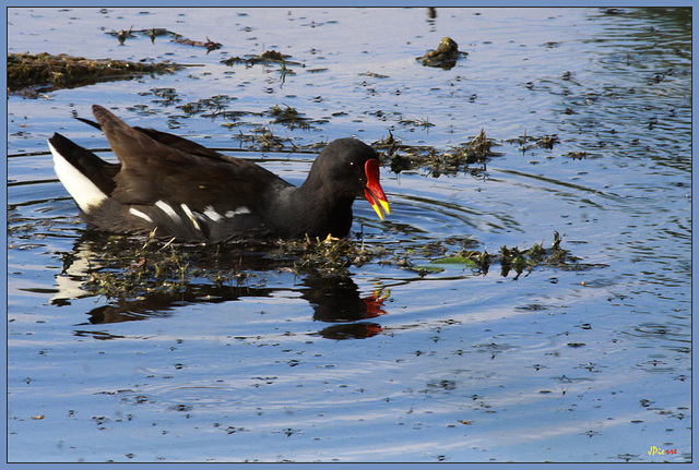 Poule d'eau