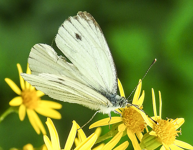 20210725 1938CPw [D~LIP] Kleiner Kohlweißling (Pieris rapae), Jakobs-Greiskraut (Jacobaea vulgaris), Bad Salzuflen