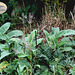 Leaves - Seaford Head Nature Reserve - 23 8 2011