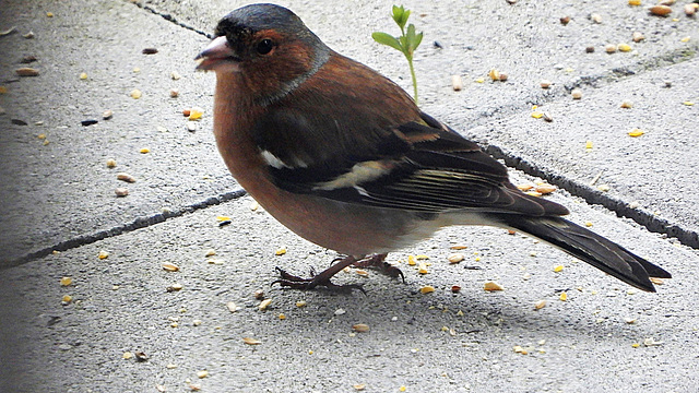 Monsieur Pinson vous salue bien Les 28 et 29 janvier 2023 : comptez les oiseaux des parcs et jardins