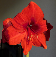 Amaryllis************