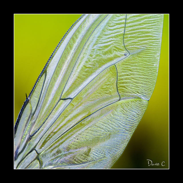 Red Eyed Fly Wing