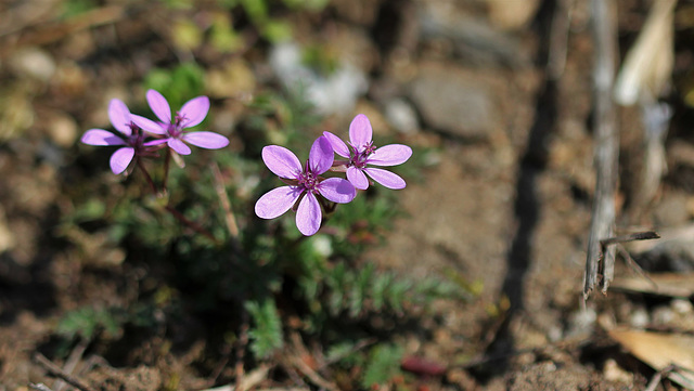 Erodium cicutarium