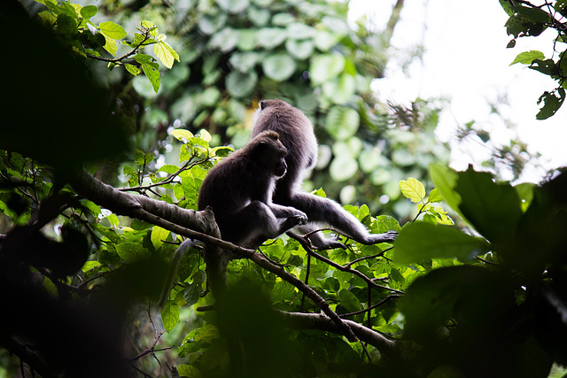 monkey forest ubud