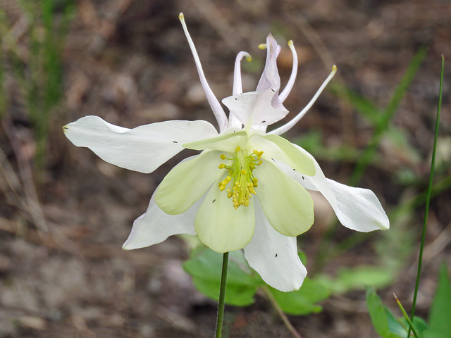 Columbine growing in garden