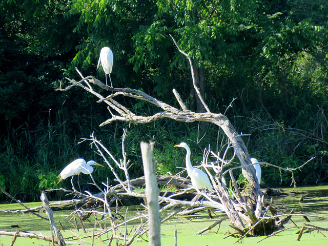 There were five egrets in all.