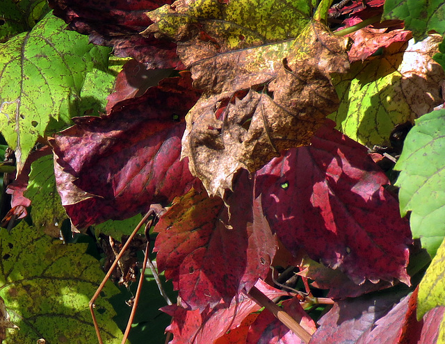 Autumn in Michigan