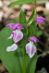 Galearis spectabilis (Showy orchis)